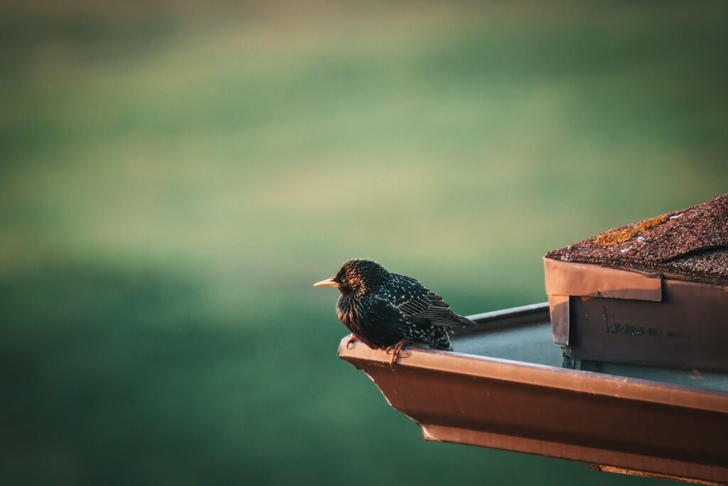 Why Choose Save Energy UK for Bird Proofing